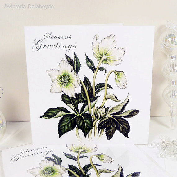 Christmas Rose Greeting Card