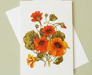Orange Nasturtium Greeting Card