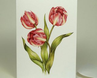 pink tulip greeting card